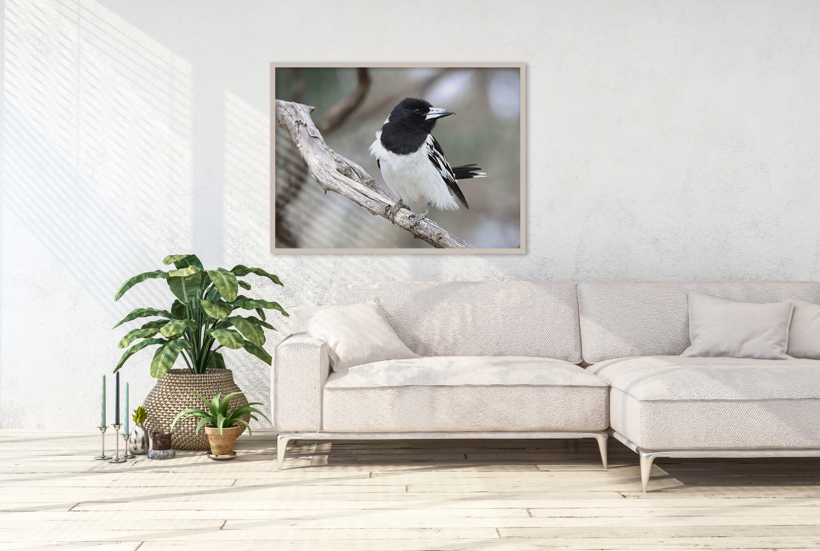 Pied Butcherbird original abstract contextualised office art modern decor photo print by Blair Montague Drake
